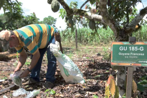 في المزارع الخاصة بالمجموعة الدولية لجمع الكاكاو بكوستاريكا تُفحص الثمار للتأكد من خلوها من الأمراض والفطريات ({نيويورك تايمز}) 