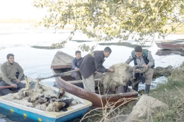 يعبرون مع خرافهم نهر دجلة شمال قرية المنيرة