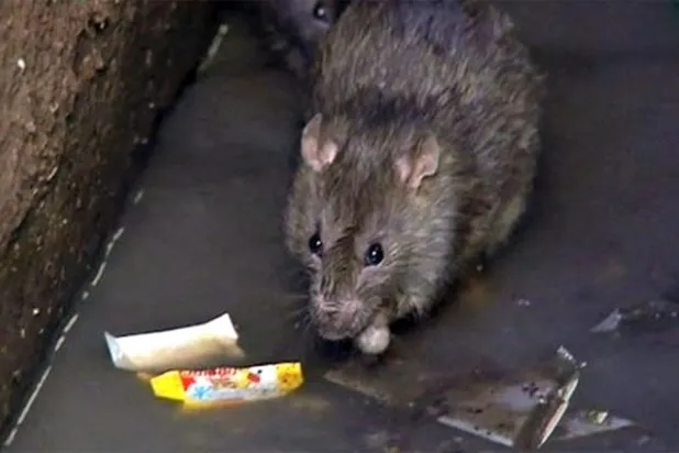 وفاة 20 شخصاً بسبب تفشي الطاعون في مدغشقر