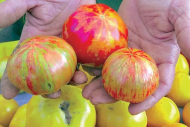 تاريخ تصنيف الطماطم... قانونياً هل هي خضار أم فاكهة؟