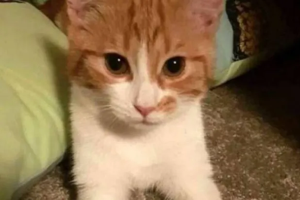 رئيسة وزراء نيوزيلندا تنعي قطتها على «فيسبوك»