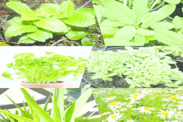 نموذج للنباتات الطبية البرية في مصر 