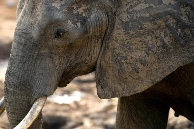 ترمب يعلق قرار رفع الحظر عن تذكارات صيد الفيلة