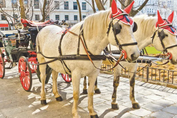 طعام سياحي متجوّل تجرّه خيول «الفييكا» في فيينا