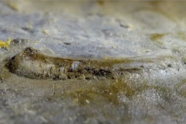 اكتشاف حفرية بها أقدم عين على وجه الأرض