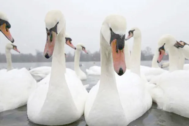 جرائم ضد البجع «الملكي» في حدائق لندن