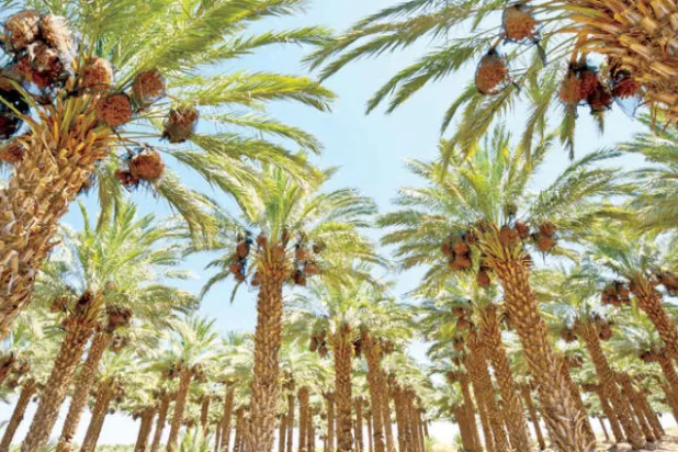 «النخلة العربية» تبحث عن مكان في قائمة التراث الثقافي العالمي