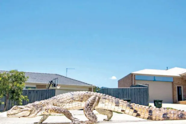 تمساح يتجول في شوارع ملبورن عشية الميلاد