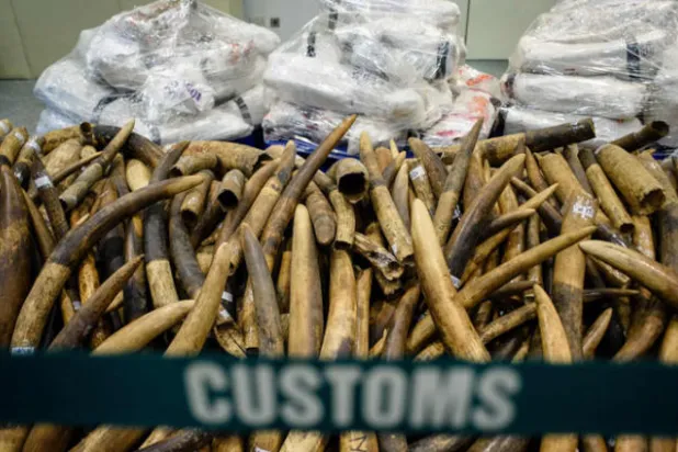 حظر شامل لتجارة العاج في الصين