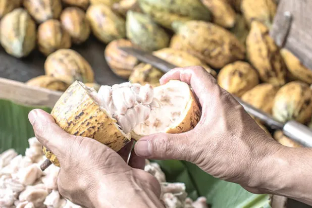 شركات الحلوى توظف مهندسي الجينات لإنقاذ الشوكولاته