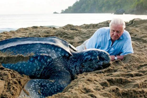 السير ديفيد أتينبره