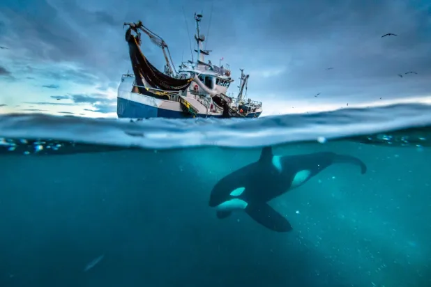 Britain’s David Attenborough Enjoys a Moment as His ‘Blue Planet Ii’ Takes a Hard Look at Ocean Pollution