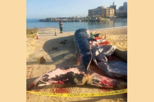 حوت نافق على شاطئ الإسكندرية