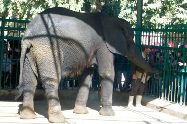 الفيل داخل الحديقة