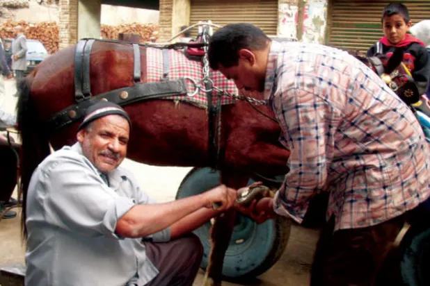 «تركيب حدوة الخيل» حرفة تقاوم الاندثار في مصر