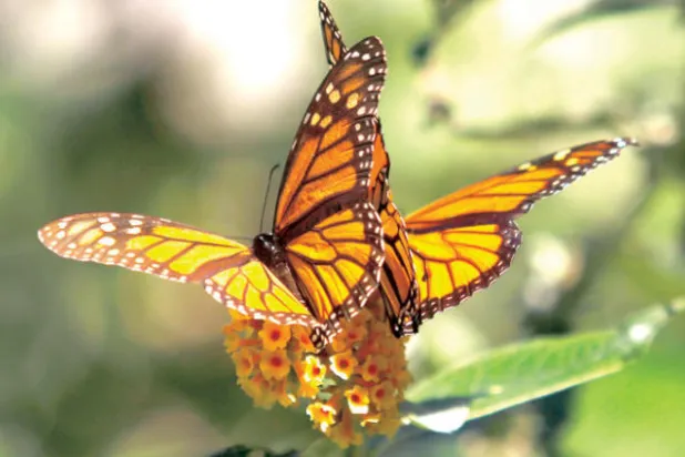 انخفاض حاد في أسراب الفراشات الملكية في ولاية كاليفورنيا