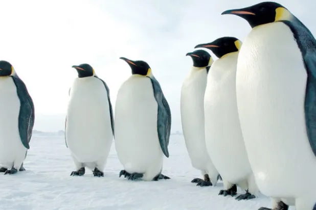 طيور البطاريق الملكية مهددة بالانقراض