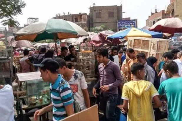 حيوانات أليفة في مصر تعاني التمييز الطبقي