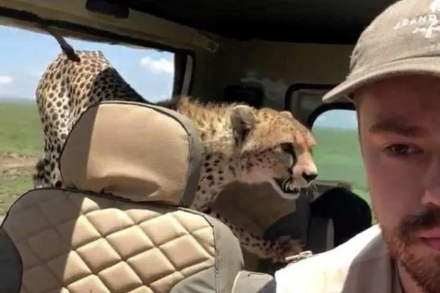 فهود تفاجئ سياحاً داخل سيارتهم بتنزانيا