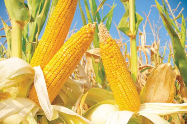 تقنية «كريسبر» الجينية بين ثورة في عالم الغذاء والمخاطر المحتملة