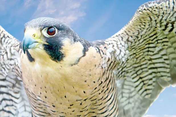 الصقور تذهل العلماء بقدرات السرعة والمناورة