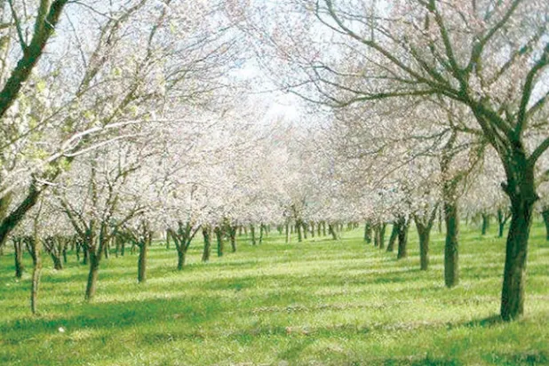 الغوطة كانت {بحيرة من الخضرة} كما يصفها المؤلف