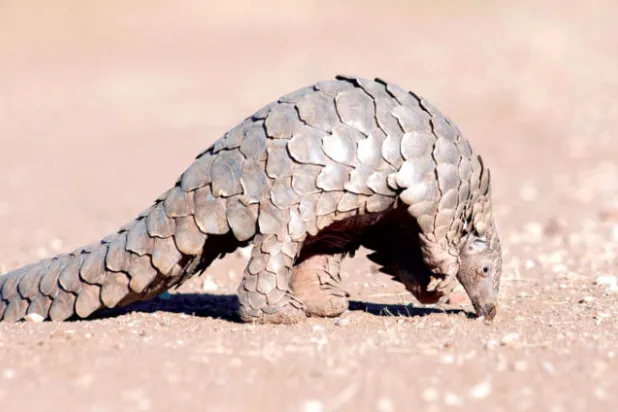 فيتنام تضبط أكثر من 3 أطنان من قشور حيوان البنغولين