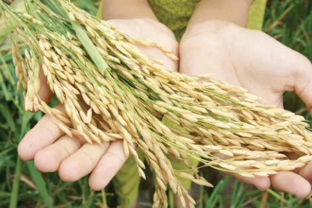 الأرز يفقد مكوناته الحيوية بسبب ظاهرة الاحتباس الحراري