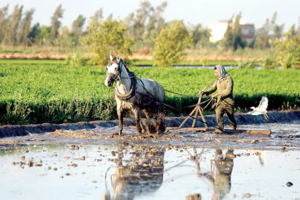 حقل مخصص لزراعة الأرز في دلتا مصر (إ.ب.أ)