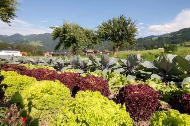 حديقة هيلدغارد فون بينغن بالنمسا (رويترز) 