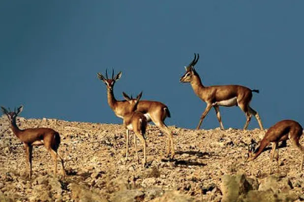 تحويل ثروة المحميات الطبيعية إلى أماكن جذب سياحي