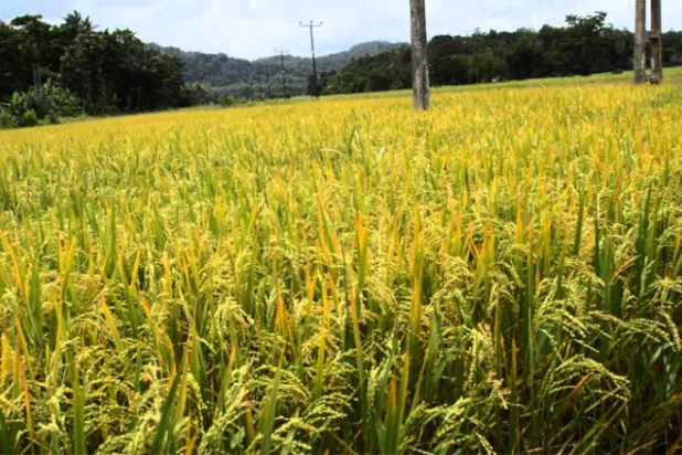 العراق يحظر زراعة الأرز والذرة الصفراء بسبب شح المياه