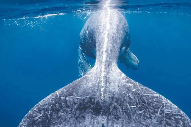 صورة «حورية البحر» عن أنثى حوت أحدب وعجلها (الصور من ناشيونال جيوغرافيك)