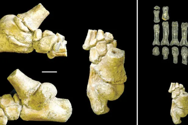أطفال الأزمان السحيقة كانوا يتسلقون الأشجار