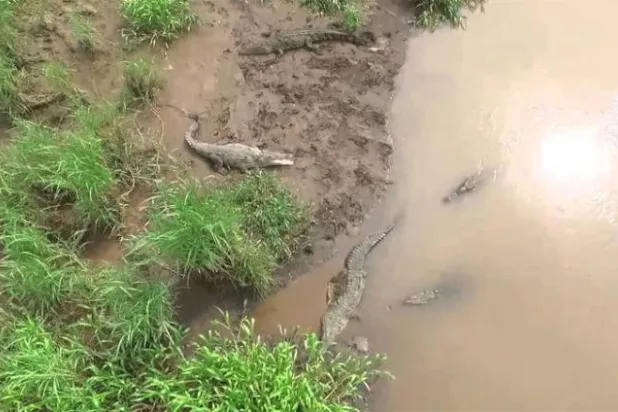 طائرات من دون طيار لمراقبة حركة التماسيح في شواطئ ولاية أسترالية