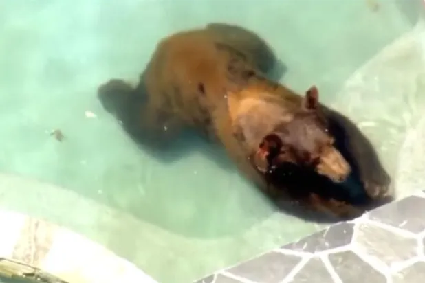 دب بري يلجأ لحوض سباحة هرباً من حرارة الجو