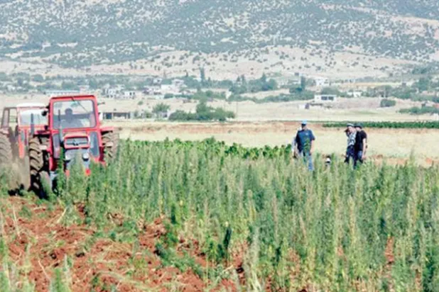 تشريع زراعة الحشيشة يفتح فرصاً جديدة للاقتصاد اللبناني