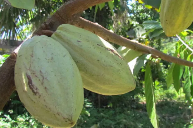 السلفادور تتطلع إلى إحياء تراث زراعة الكاكاو