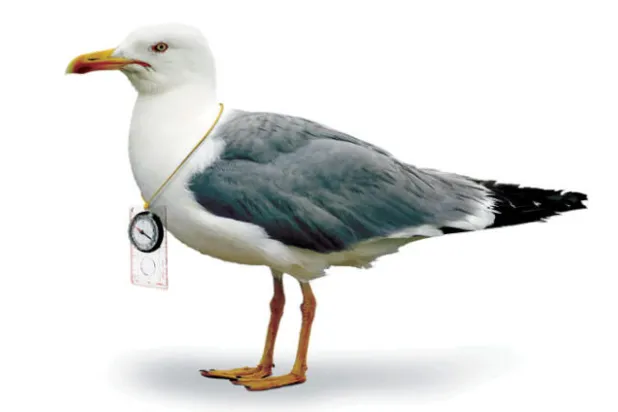 علماء ألمان يعلنون اكتشاف {حاسة مغناطيسية} لدى الإنسان