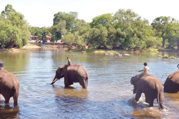 النحل يفرز مادة تحذيرية يمكنها طرد الفيلة من الحقول