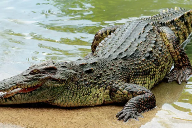 مصر تطارد تماسيح  في ترع الصعيد