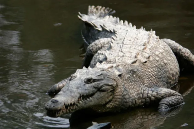«مويا»... تمساح تجاوز عمره الـ 80