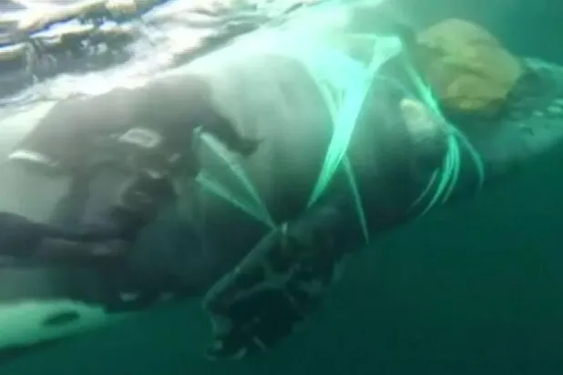 بالفيديو... البحرية التشيلية تنقذ حوتاً ضخماً محاصراً