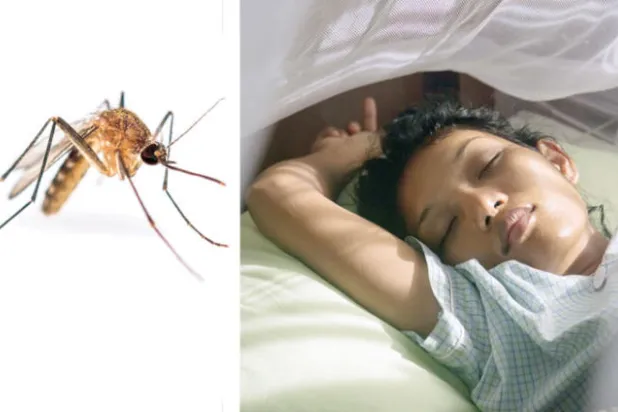 قرصات البعوض... معاناة عالمية