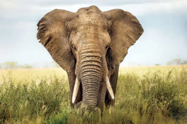 الأفيال لديها سلاح سري ضد السرطان