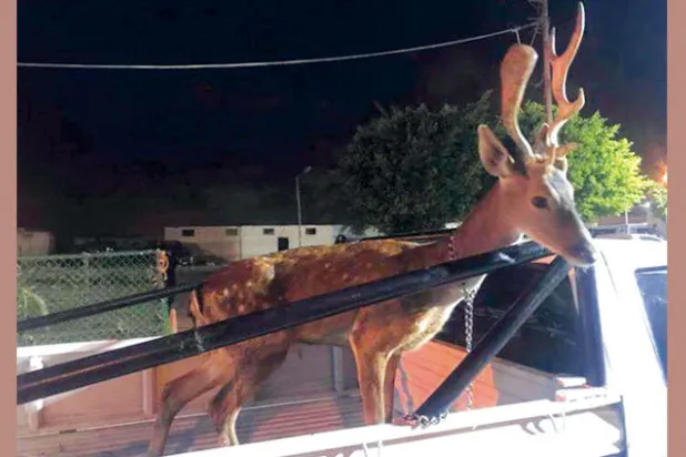 صورة تنقذ أيلاً أوروبياً من الذبح في الإسكندرية