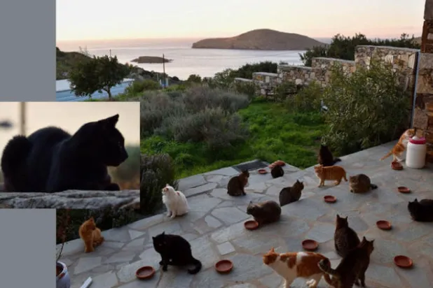 وظيفة في ملاذ للقطط بجزيرة يونانية تجذب قرابة 40 ألف متقدم