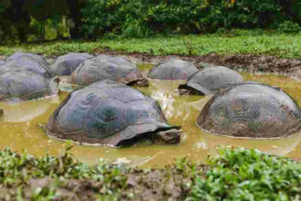 سرقة 123 سلحفاة من مركز تربيتها في الإكوادور