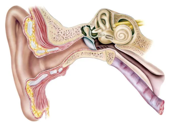 بشائر لعلاج «نهائي» للصمم