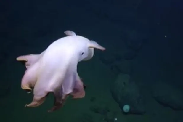 فيديو يرصد الأخطبوط النادر «ذي الأذنين» بأعماق المحيط